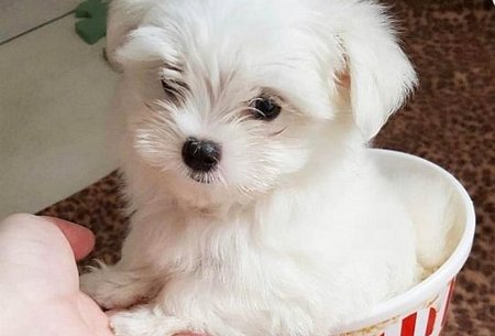 Sammy-1.jpg
